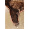 Image 5 : Big Cinnamon Phase BLACKBEAR Hide or BLACKBEAR Rug with Carpet Backing and Leather Piping