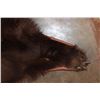Image 6 : Big Cinnamon Phase BLACKBEAR Hide or BLACKBEAR Rug with Carpet Backing and Leather Piping