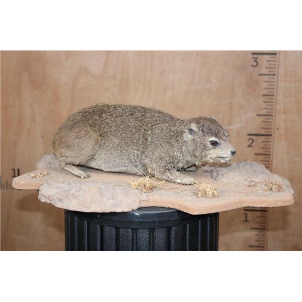 Life-sized ROCK HYRAX on a Natural Base