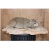 Image 1 : Life-sized ROCK HYRAX on a Natural Base