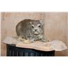 Image 2 : Life-sized ROCK HYRAX on a Natural Base