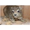 Image 3 : Life-sized ROCK HYRAX on a Natural Base
