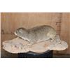 Image 4 : Life-sized ROCK HYRAX on a Natural Base