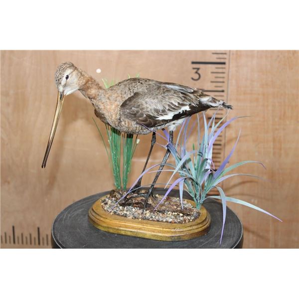 *Rarely Seen* BLACK-TAILED GODWIT on a Decorative Wood Base