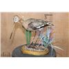 Image 1 : *Rarely Seen* BLACK-TAILED GODWIT on a Decorative Wood Base