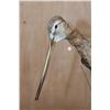 Image 3 : *Rarely Seen* BLACK-TAILED GODWIT on a Decorative Wood Base
