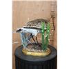 Image 5 : *Rarely Seen* BLACK-TAILED GODWIT on a Decorative Wood Base