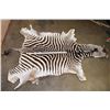 Image 2 : ZEBRA Hide or ZEBRA Rug