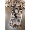 Image 3 : ZEBRA Hide or ZEBRA Rug
