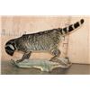 Image 10 : Life-sized LARGE INDIAN CIVET mounted on a Driftwood Base