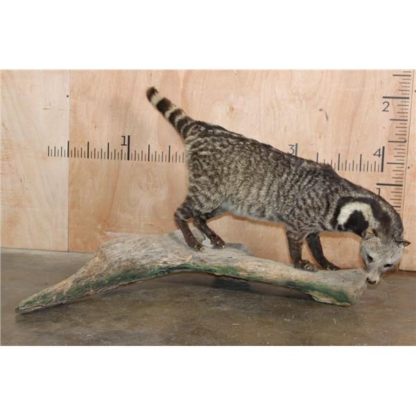 Life-sized LARGE INDIAN CIVET mounted on a Driftwood Base