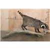 Image 1 : Life-sized LARGE INDIAN CIVET mounted on a Driftwood Base