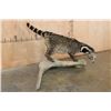 Image 2 : Life-sized LARGE INDIAN CIVET mounted on a Driftwood Base