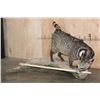 Image 3 : Life-sized LARGE INDIAN CIVET mounted on a Driftwood Base