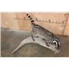 Image 4 : Life-sized LARGE INDIAN CIVET mounted on a Driftwood Base