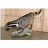 Image 9 : Life-sized LARGE INDIAN CIVET mounted on a Driftwood Base