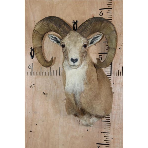 TRANSCASPIAN URIAL Cross Sheep Ram Shoulder Mount