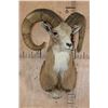 Image 2 : TRANSCASPIAN URIAL Cross Sheep Ram Shoulder Mount