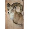 Image 4 : TRANSCASPIAN URIAL Cross Sheep Ram Shoulder Mount