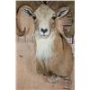 Image 5 : TRANSCASPIAN URIAL Cross Sheep Ram Shoulder Mount