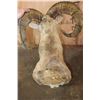 Image 7 : TRANSCASPIAN URIAL Cross Sheep Ram Shoulder Mount