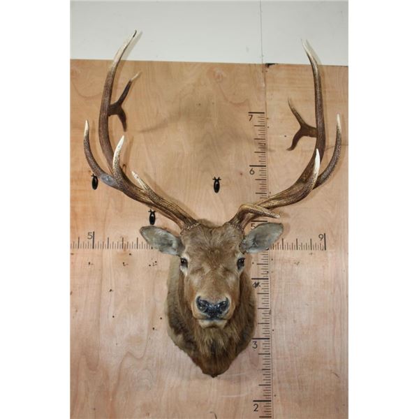 XL 12-Point ELK Shoulder Mount