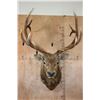 Image 1 : XL 12-Point ELK Shoulder Mount