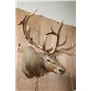 Image 2 : XL 12-Point ELK Shoulder Mount