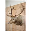 Image 3 : XL 12-Point ELK Shoulder Mount