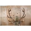 Image 6 : XL 12-Point ELK Shoulder Mount
