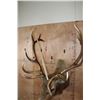 Image 7 : XL 12-Point ELK Shoulder Mount