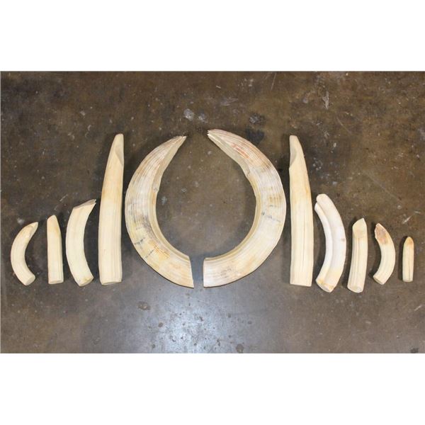 Big Set of (11) HIPPOPOTAMUS Ivory Teeth
