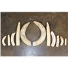 Image 1 : Big Set of (11) HIPPOPOTAMUS Ivory Teeth