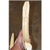 Image 6 : Big Set of (11) HIPPOPOTAMUS Ivory Teeth