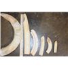 Image 7 : Big Set of (11) HIPPOPOTAMUS Ivory Teeth