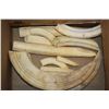 Image 8 : Big Set of (11) HIPPOPOTAMUS Ivory Teeth