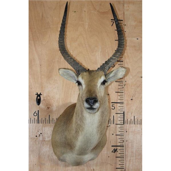 *TEXAS RESIDENTS ONLY* RED LECHWE Shoulder Mount