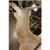 Image 7 : *TEXAS RESIDENTS ONLY* RED LECHWE Shoulder Mount