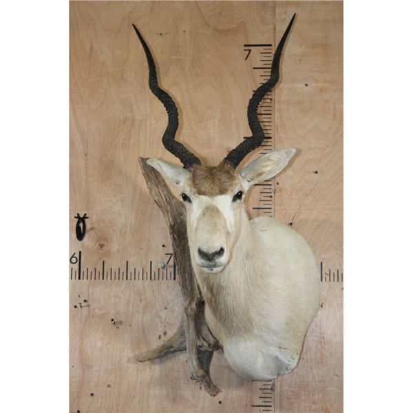 *TEXAS RESIDENTS ONLY* ADDAX Wall Pedestal Mount