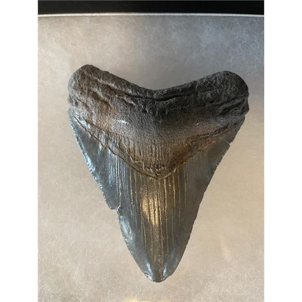 One Monster Size MEGALODON SHARK Tooth Fossil in a Display Case