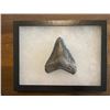 Image 2 : One Monster Size MEGALODON SHARK Tooth Fossil in a Display Case