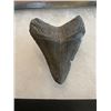 Image 3 : One Monster Size MEGALODON SHARK Tooth Fossil in a Display Case