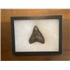 Image 4 : One Monster Size MEGALODON SHARK Tooth Fossil in a Display Case
