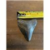 Image 6 : One Monster Size MEGALODON SHARK Tooth Fossil in a Display Case