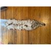 Image 2 : *New* Soft and Tanned BLUE RANCH FOX Fur, Hide or Pelt with its Head and Big Tail