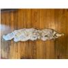 Image 3 : *New* Soft and Tanned BLUE RANCH FOX Fur, Hide or Pelt with its Head and Big Tail