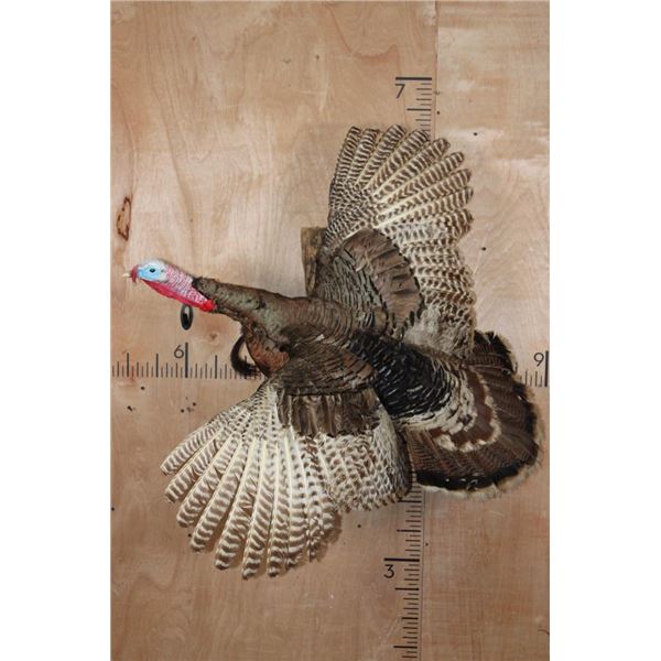 Life-sized Flying TURKEY Mounted on Driftwood