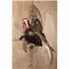 Image 3 : Life-sized Flying TURKEY Mounted on Driftwood