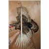 Image 6 : Life-sized Flying TURKEY Mounted on Driftwood