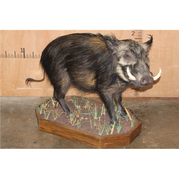 Life-sized BUSHPIG on a Decorative Wood Base
